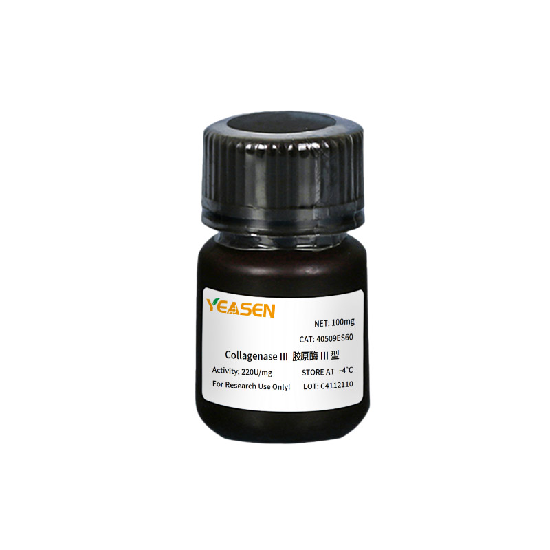 胶原酶III型(肽链内切酶)Collagenase III
